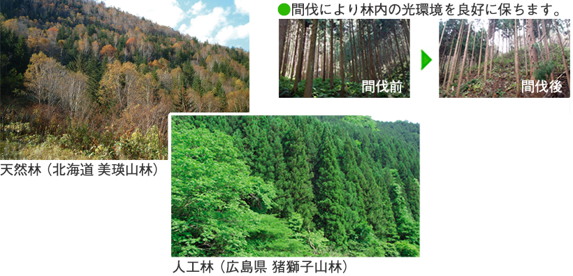 環境保全林（猿払山林） 人工林（広島県 猪獅子山林） 間伐により林内の光環境を良好に保ちます。間伐前 間伐後
