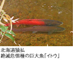 北海道猿払 絶滅危惧種の巨大魚「イトウ」