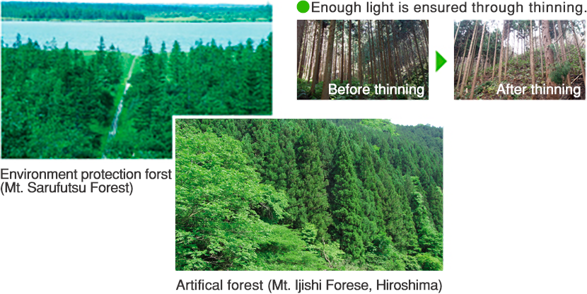 Environment protection forest (Mt. Sarufutsu Forest) Artificial forest (Mt. Ijishi Forest, Hiroshima) Enough light is ensured through thinning. Before thinning After thinning