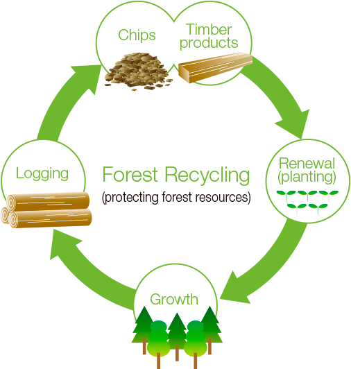 Forest Recycling (protecting forest resources) Renewal (planting)→Growth →Logging→Chips Timber products→ 