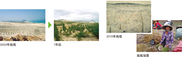 2003年栽植→1年后  2010年栽植  栽植场景