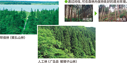 环保林（猿払山林） 人工林（广岛县  猪狮子山林） 通过间伐，可在森林内保持良好的透光环境。间伐前 间伐后
